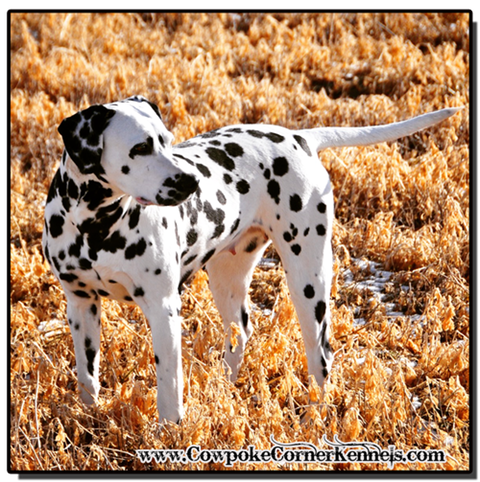 Beautiful-dalmatian-dog 0726
