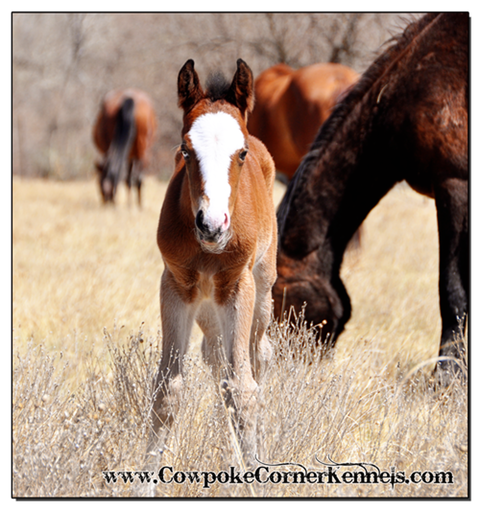 Bobby-Sue-Bucking-horse-foal 0076