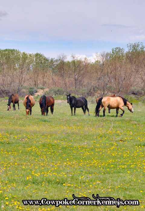 Bucking-horse-mares 0781