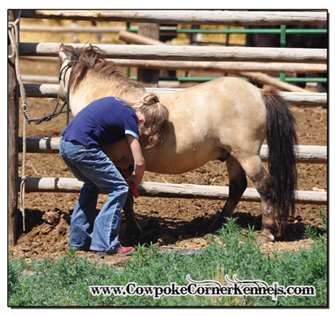 Buckskin-pony 0059