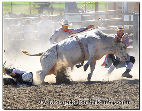 Bull-fighting 0802