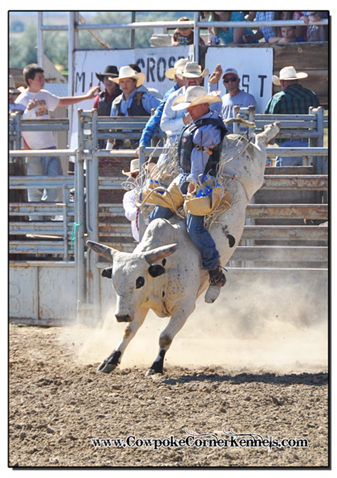 Bull-riding-rodeo 0744