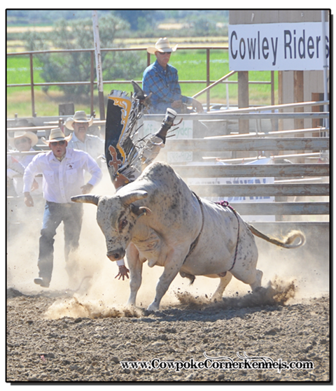 Bull-riding 0794