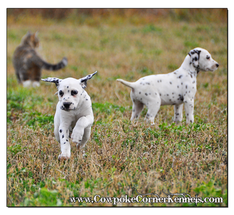 Bullseye-and-Bronco-Dalmatian-Puppies 0550