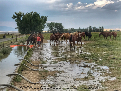 Cowpoke-Corner-Irrigating 8939