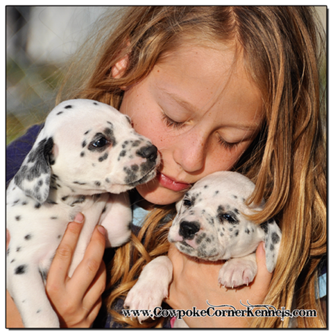 Cuddly-Dalmatian-puppies 1513