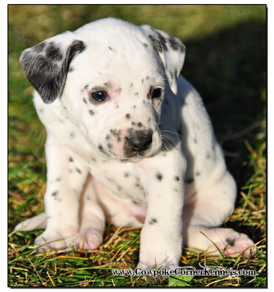 Cute-Dalmatian-Puppy 1563