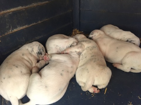 Dalmatian puppies 2 weeks old 4993
