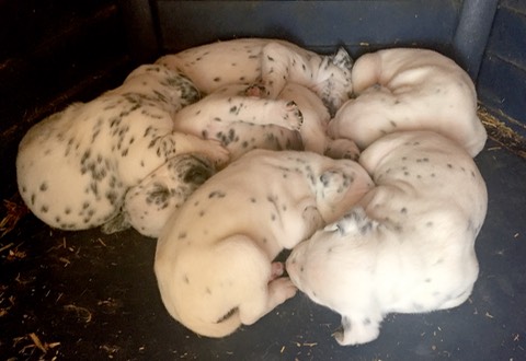Dalmatian puppies 3 weeks old 5111