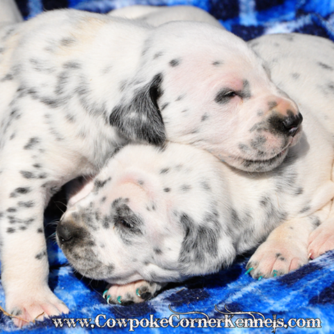 Dalmatian-puppies 0041