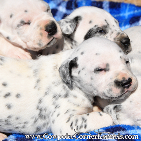 Dalmatian-puppies 0064