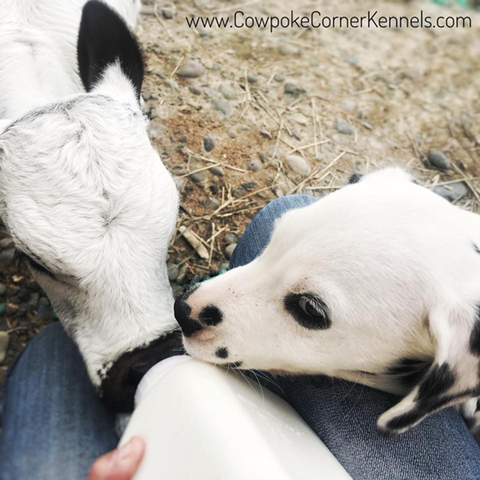 dalmatian-puppy-and-calf