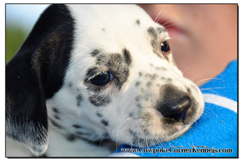 Dalmatian-puppy-eyes 1601