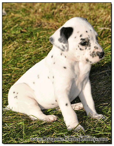 Dalmatian-puppy-ffor-sale 1544