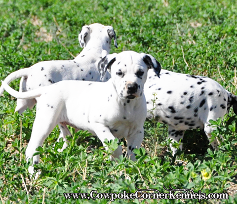 Dalmatian-puppy 0105