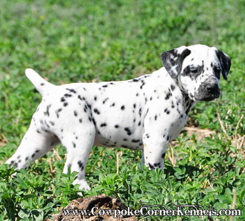 Dalmatian-puppy 0156