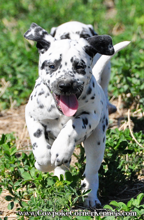 Dalmatian-puppy 0159