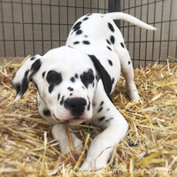 Dalmatian Puppies! | Cowpoke Corner Kennels and Ranch