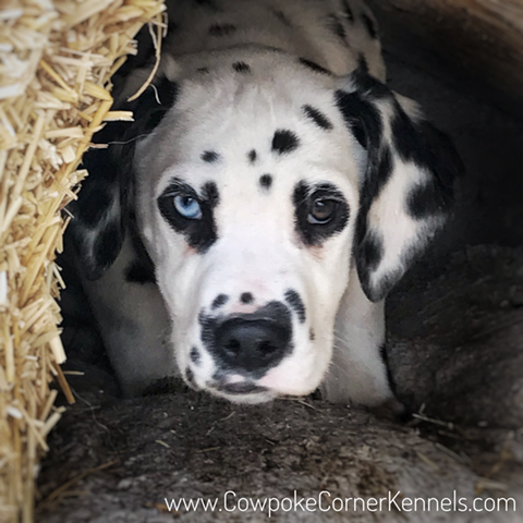 Dalmatian puppy 0832