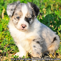 Mini Aussie Pups! It’s a Two-for | Cowpoke Corner Kennels and Ranch