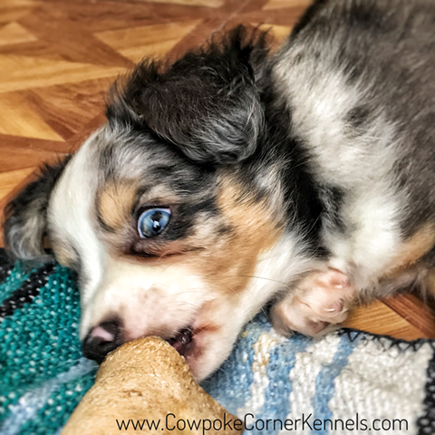 Available Mini Aussie pups | Cowpoke Corner Kennels and Ranch