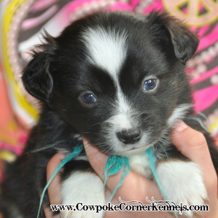 Rainy/Jack puppies 4-1/2 weeks old | Cowpoke Corner Kennels and Ranch