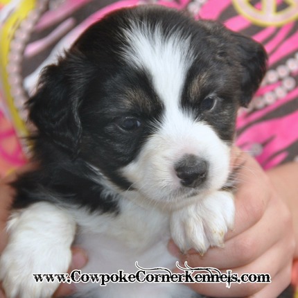 Rainy/Jack puppies 4-1/2 weeks old | Cowpoke Corner Kennels and Ranch