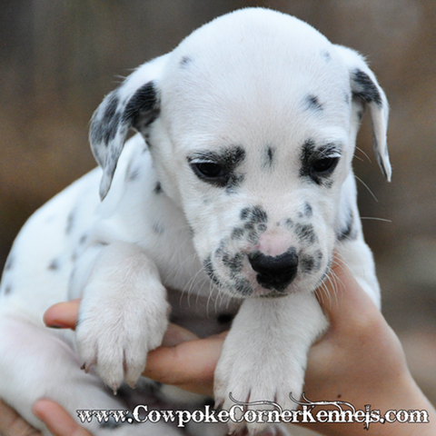 Dalmatian Puppies! | Cowpoke Corner Kennels and Ranch