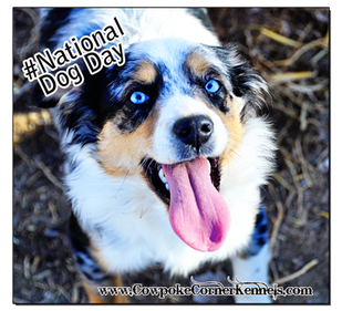 Fancy-National-Dog-Day 0830