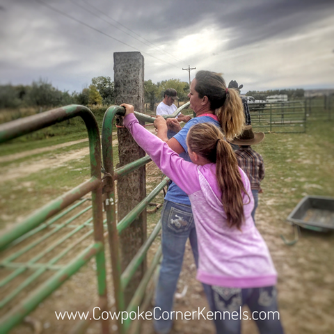 Fencing-crew-at-cowpoke-corner E9855