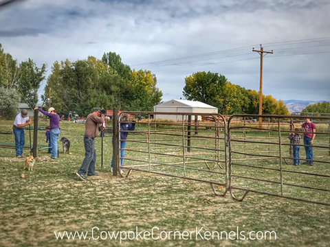 Fencing-crew-at-cowpoke-corner E9844