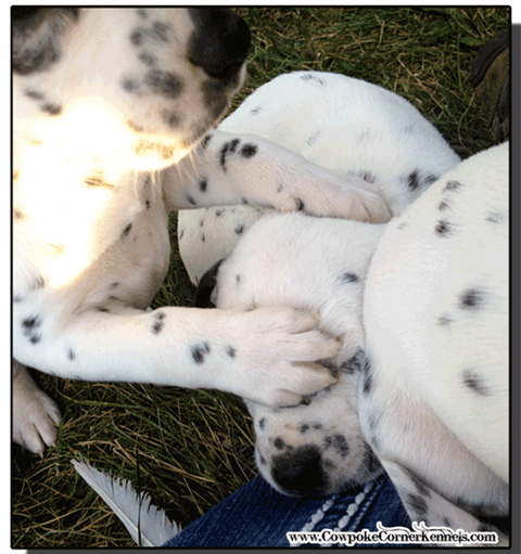 foot-on-face-Dalmatian-puppy 5116