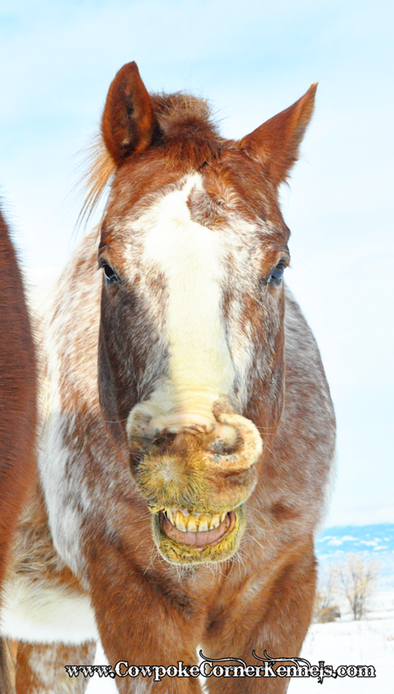 Funny-face-horse 0996