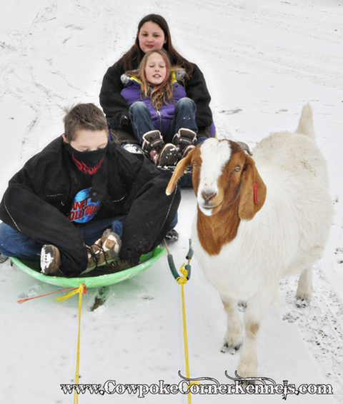 Goat-sledding 0292