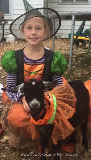 Halloween Goat 6483441-23