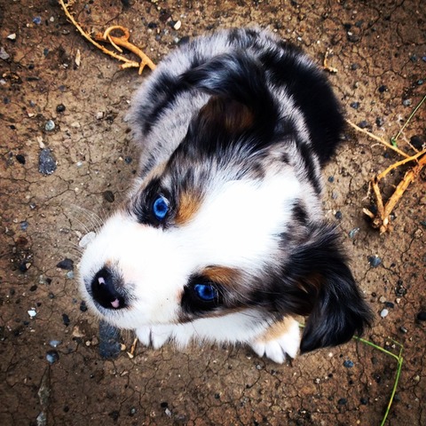 Welcome! | Cowpoke Corner Kennels and Ranch