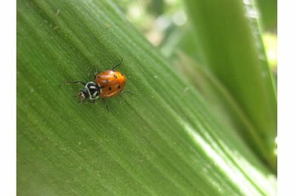 lady bug 2