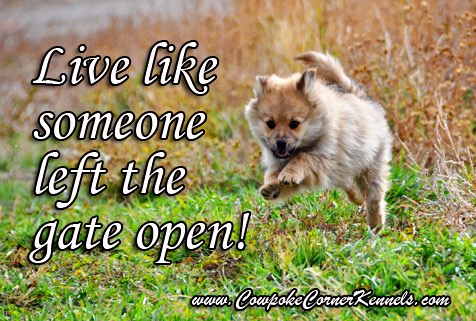 live like someone left the gate open copy
