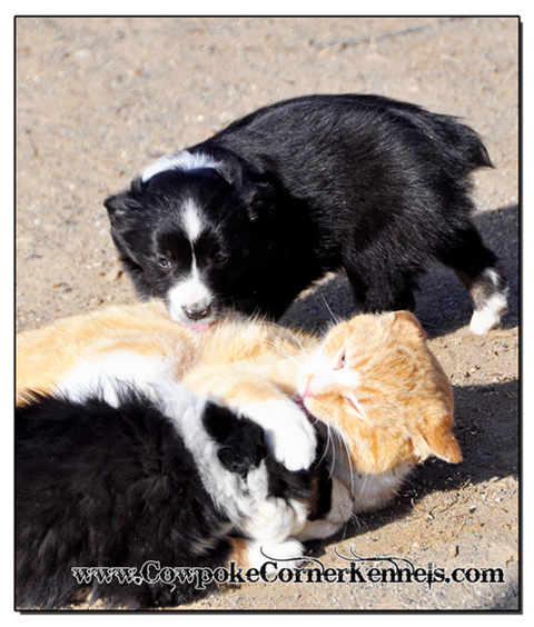 Mini-aussie-puppies-and-cat 0622
