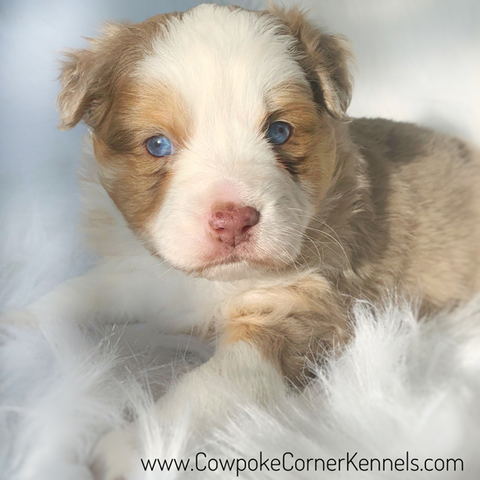 Available Mini Aussie pups | Cowpoke Corner Kennels and Ranch