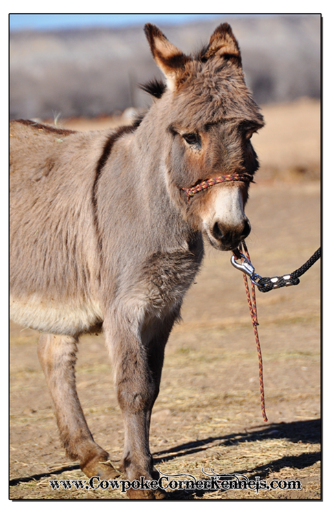 Mini-donkey 0030