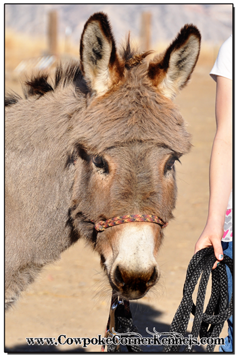 Mini-Donkey 0156
