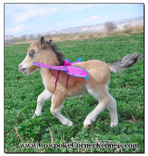 Miniature-horse-with-wings 0878