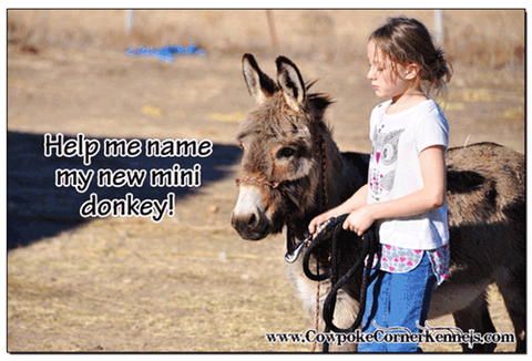 Name-the-Donkey