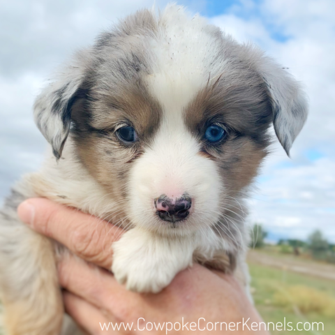 Available Mini Aussie pups | Cowpoke Corner Kennels and Ranch