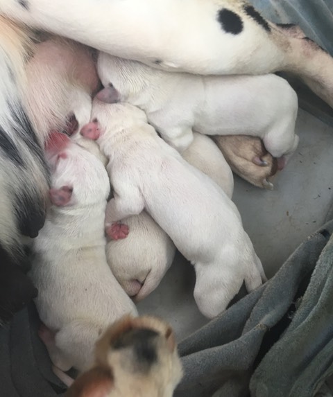 new born dalmatian puppies 4734