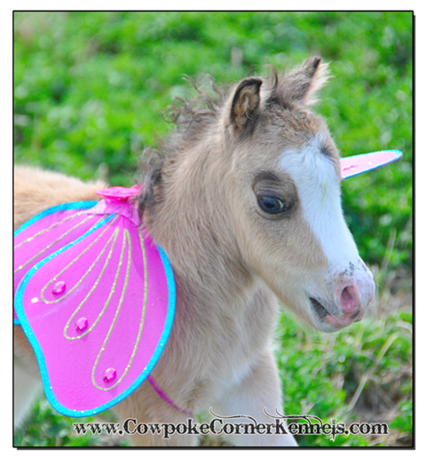 pegasus-baby-horse 0838