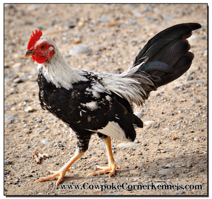 Psycho Rooster 0783