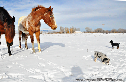 Pups-and-horses