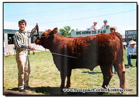 Red-Angus-Show-steer